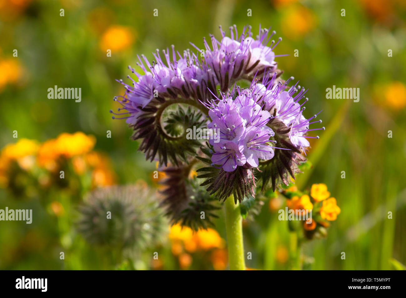 Phacelia mit Fiddlenecks, Kern County, Kalifornien Stockfoto