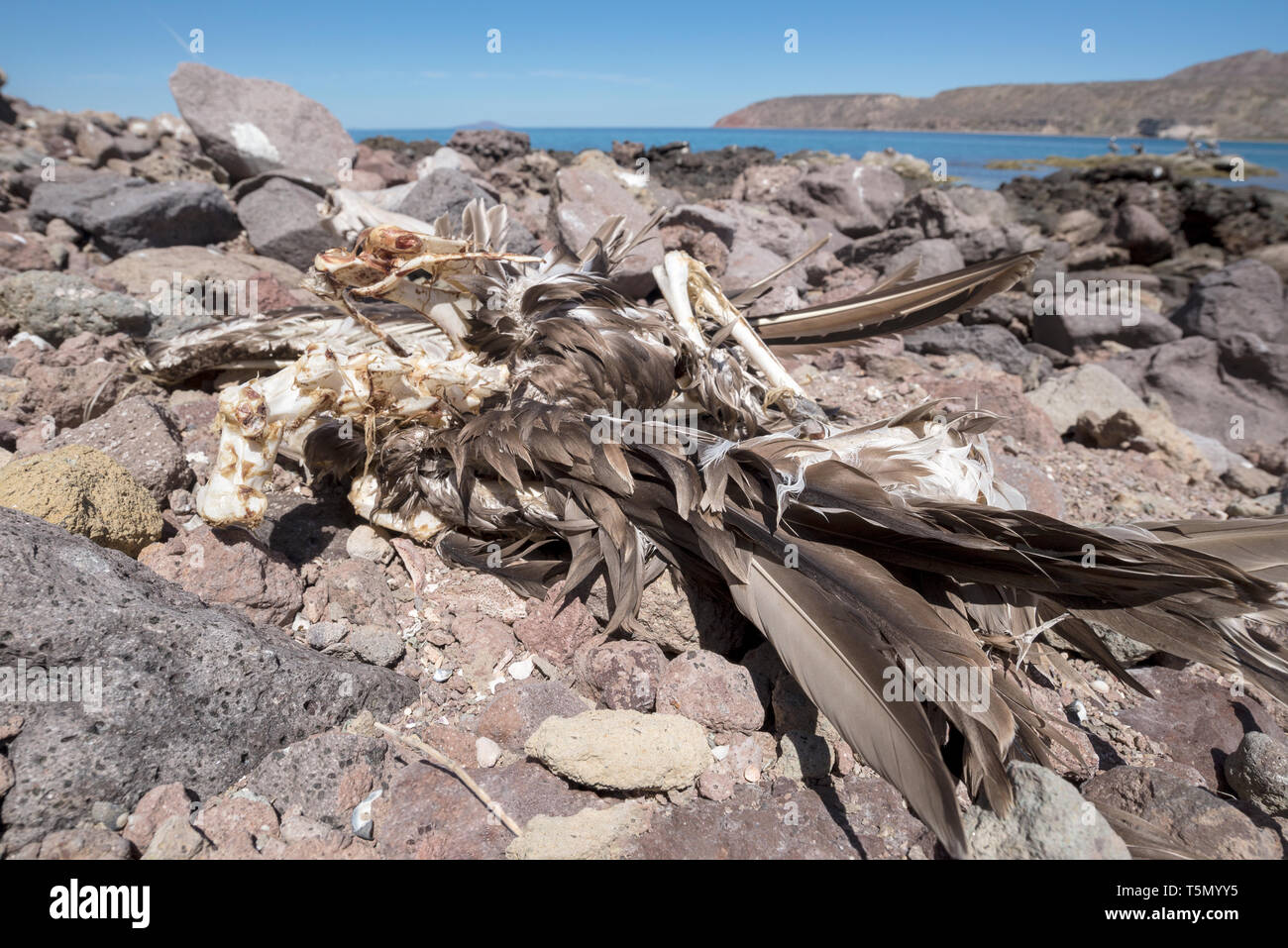 Toten Vogel, Bucht von Loreto Nationalpark, Baja California Sur, Mexiko. Stockfoto