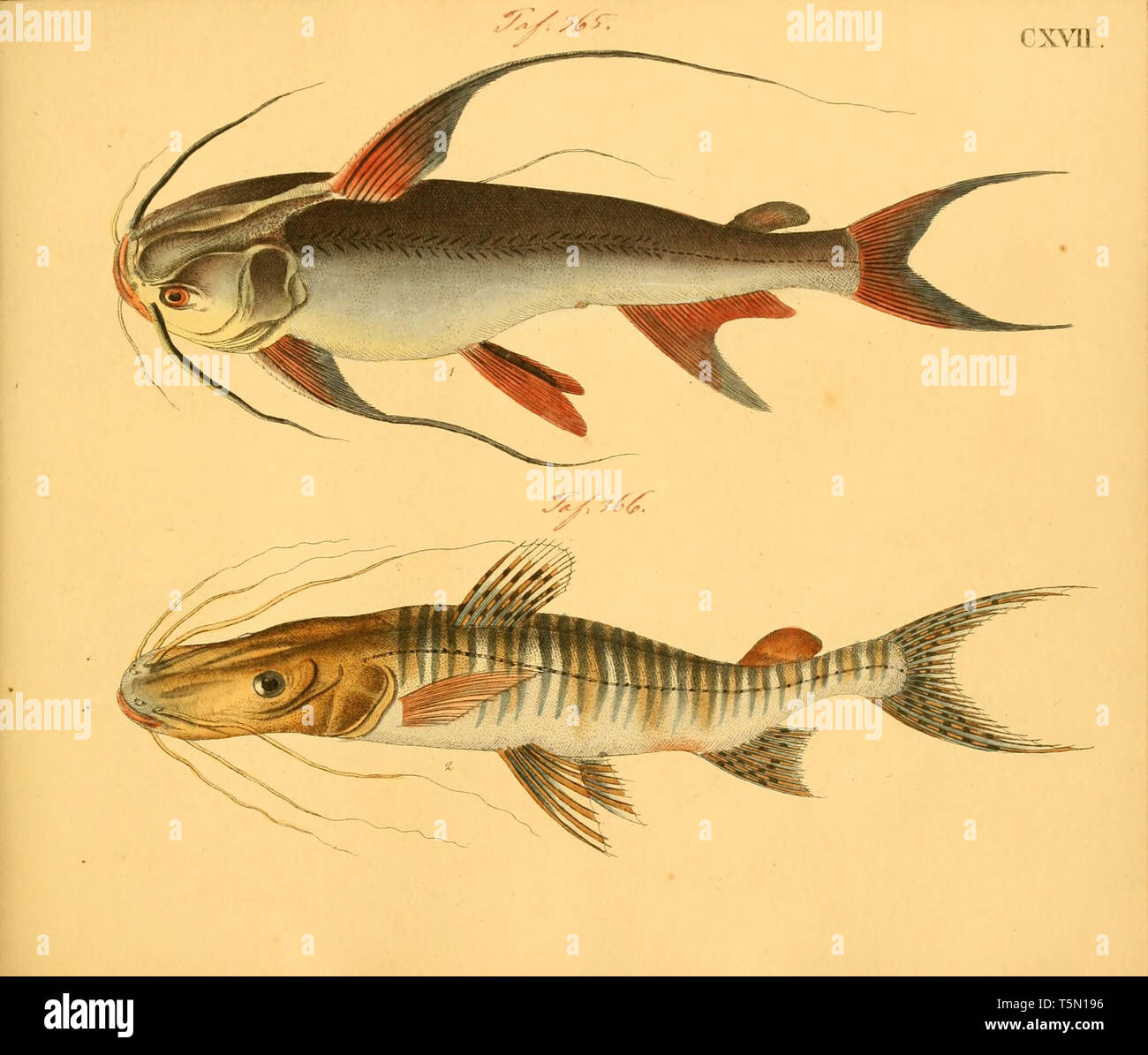Schone Vintage Hand Gezeichneten Abbildungen Exotischer Fische Und le Aus Dem Alten Buch Es Kann Als Poster Oder Dekoratives Element Fur Den Innenausbau Verwendet Werden Stockfotografie Alamy