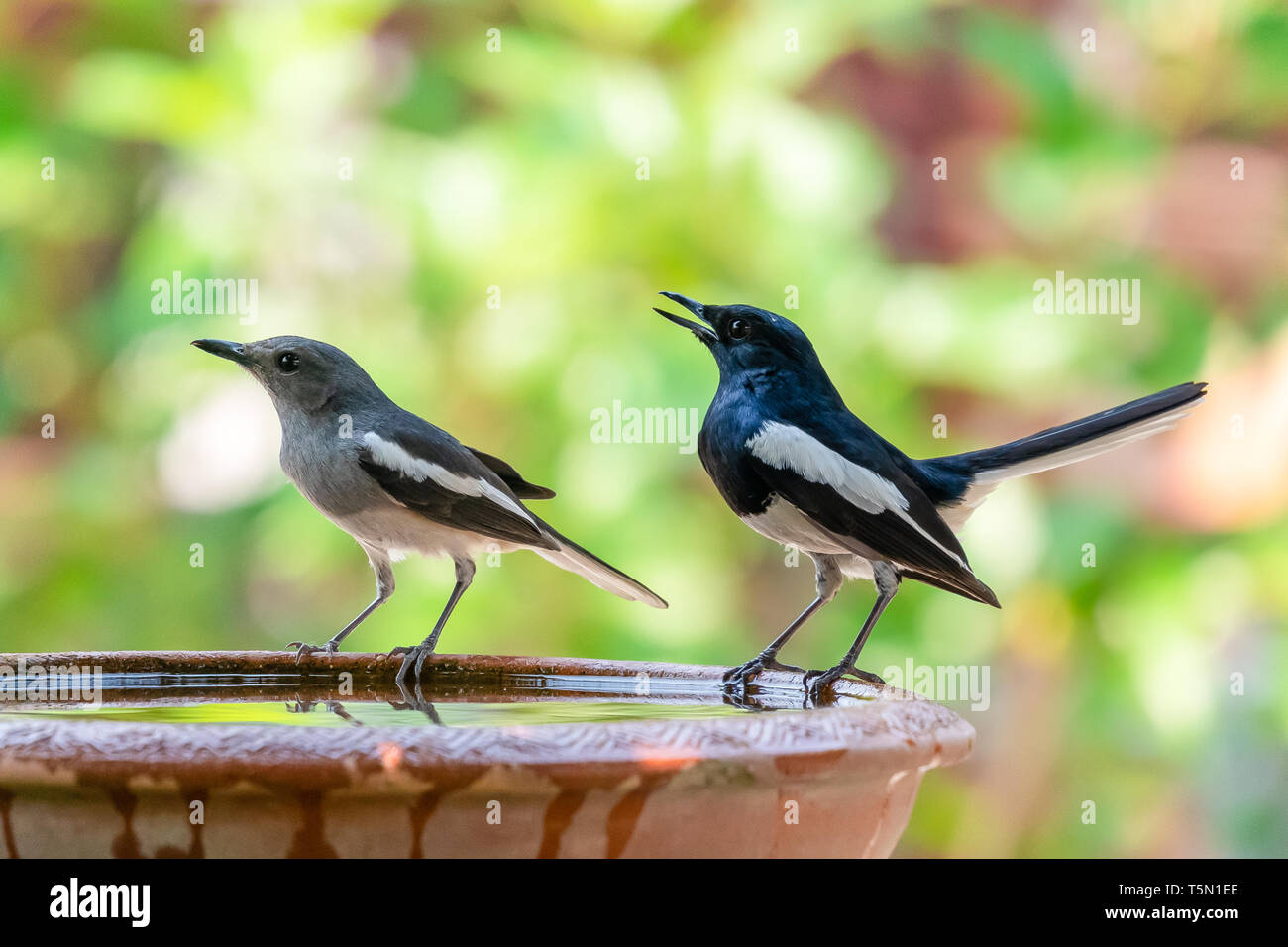 Männliche und weibliche Orientalische Magpie Robin hocken auf Lehm Schüssel mit Wasser Stockfoto