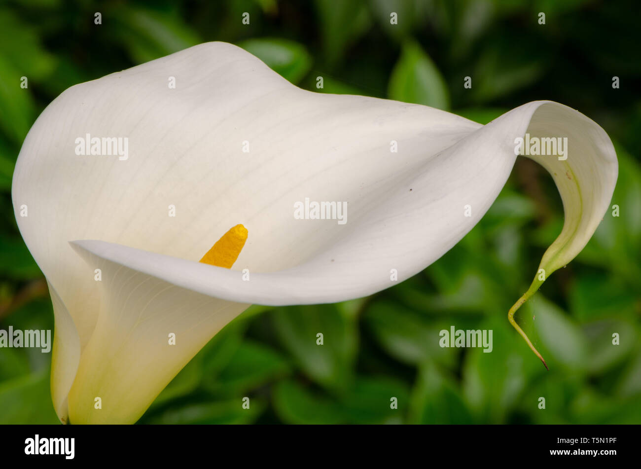 Calla lily (Calla Palustria) bei Shore Acres State Park in Oregon Stockfoto