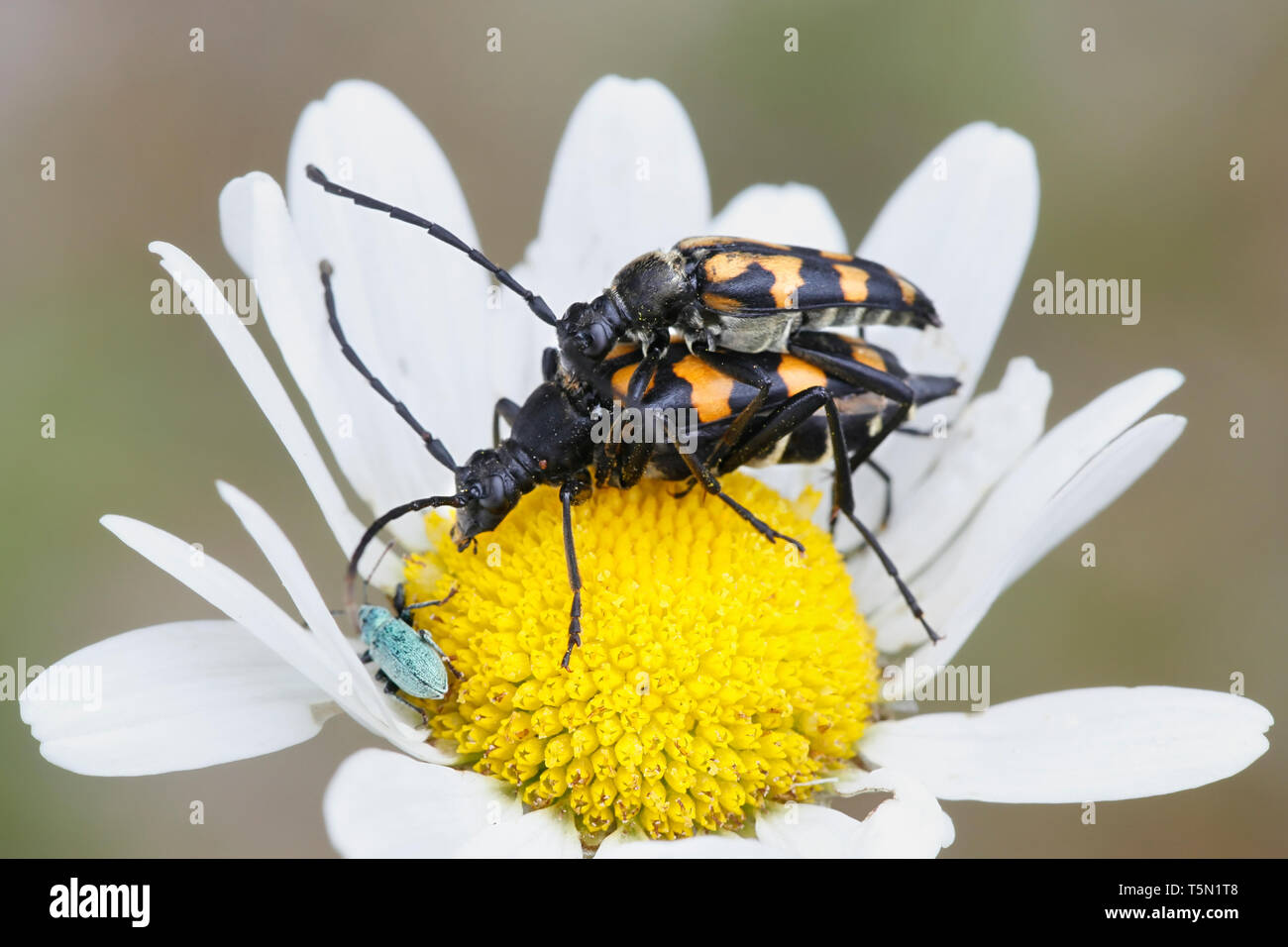 Paarung Longhorn Käfer, Leptura quadrifasciata (Strangalia quadrifasciata) Stockfoto