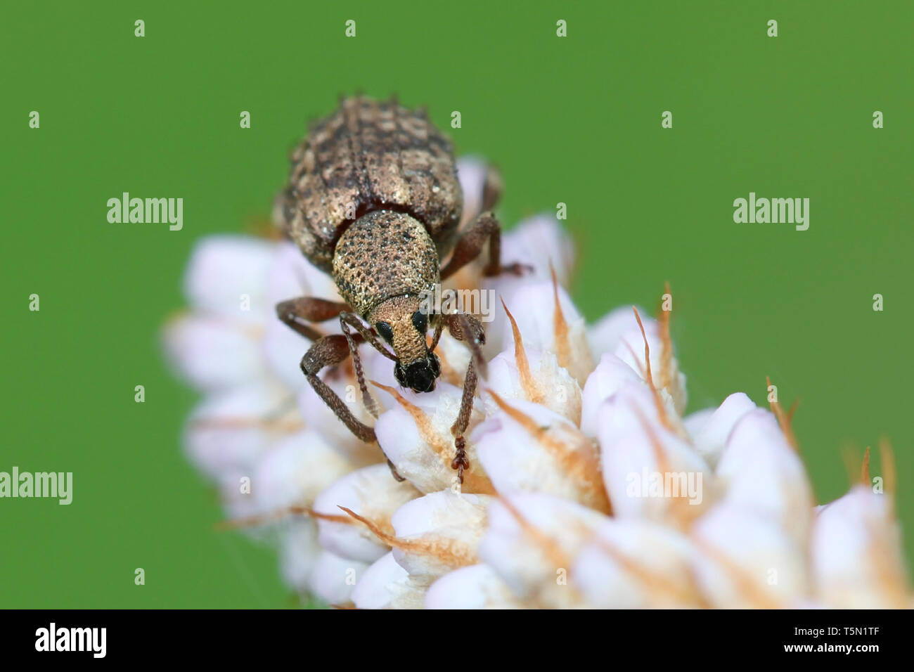 Breite - gerochen Boden Rüsselkäfer, Barynotus obscurus, ruht auf snakeweed, Bistorta officinalis Stockfoto