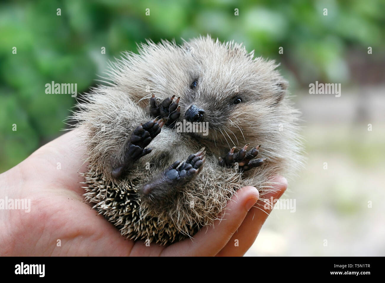 Europäische igel Cub, Erinaceus europaeus Stockfoto