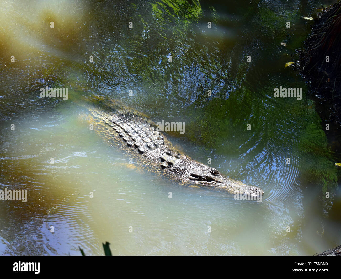 Eine australische 3,5 Meter lange Salzwasser Krokodil nähert sich Essen in Far North Queensland, Australien Stockfoto