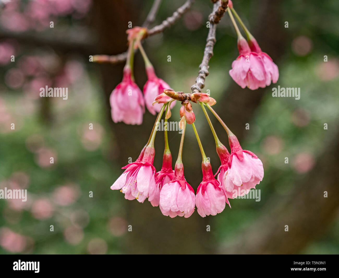 Anfang der Kirschblüte im Kitanomaru Park, Tokio, Japan. Stockfoto