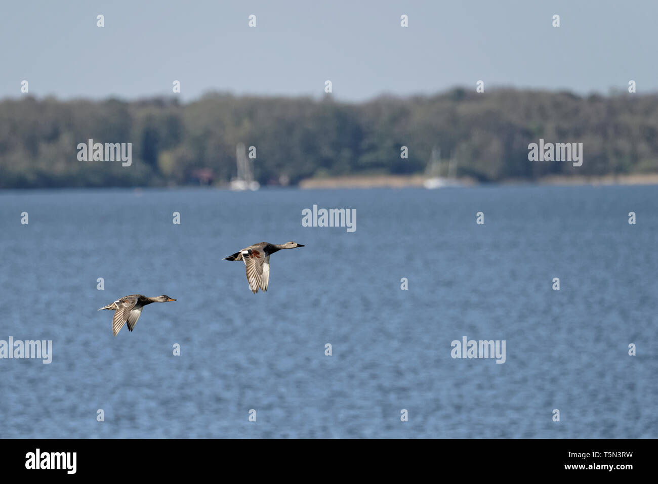 Fliegende Enten, Steinhuder Meer. Stockfoto