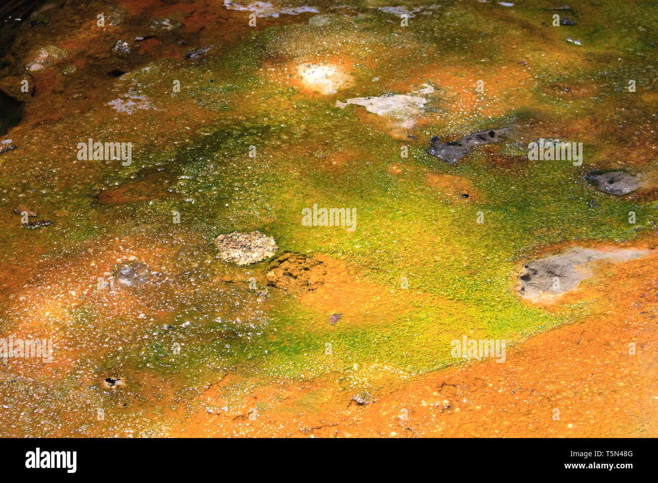 Geothermische helle Farben bei geothermischen Bereich in Waiotapu in Neuseeland Stockfoto