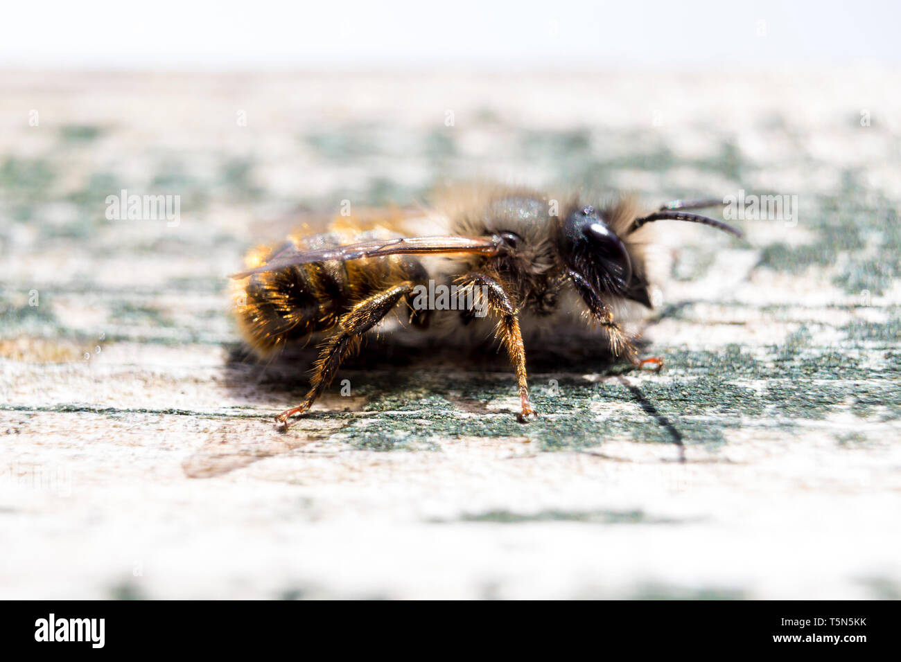 Red Mason Bee (Osmia bicornis) Männlich Stockfoto