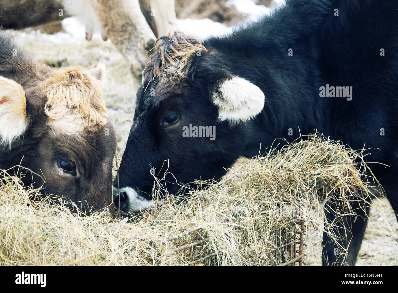 Kuh roten Anzug und starke Konstitution in den Hof. Der Viehzucht im Kaukasus. Aberdeen-Angus Rasse und Hybriden Stockfoto