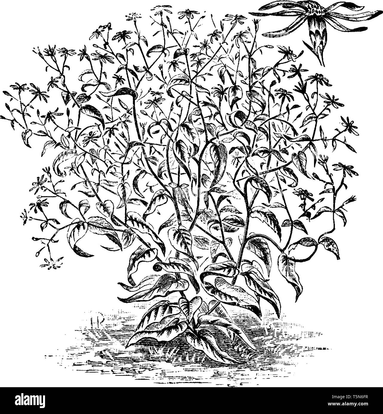 Aster corymbosus ist ein dichtes Werk verlässt, dicht behaarten Zweigen. Die Zweige werden in den unteren Trunk, vintage Strichzeichnung oder Gravur illustr unterteilt Stock Vektor