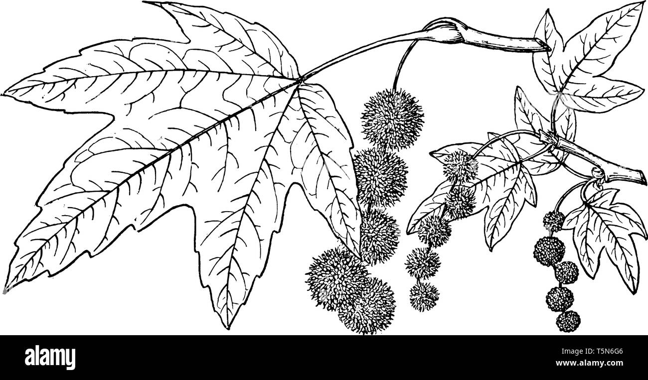 Die Niederlassung eines westlichen Maulbeerfeigenbaum. Einer der Zweige hat Früchte und ein anderes Blatt. In dieser fünf verschiedene Blätter sind zu jeder e8288 angeschlossen Stock Vektor