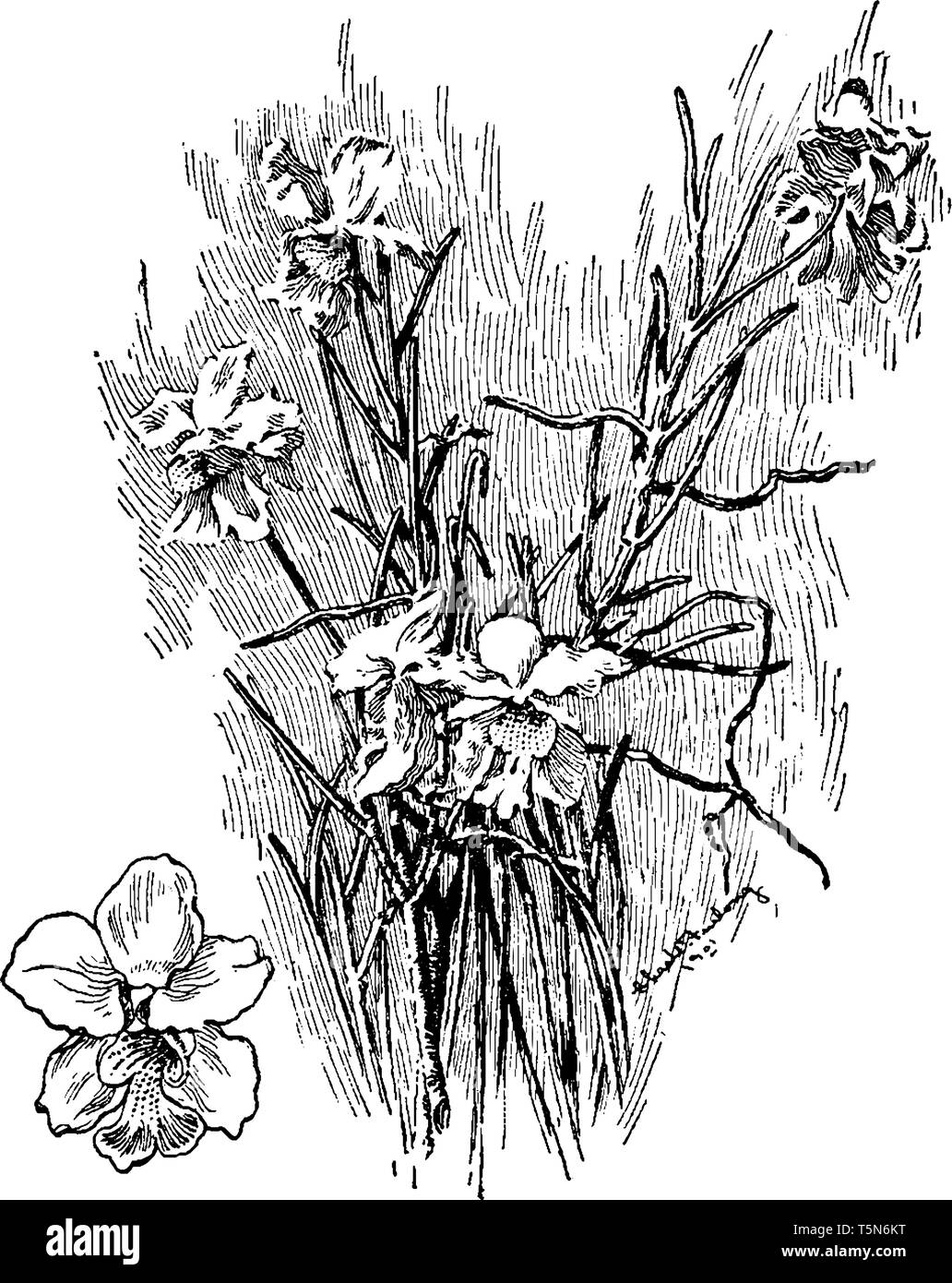 Vanda Teres Pflanzen haben dornigen Stiele und Blätter. Die Blüten sind groß und lang anhaltend. Blumen haben unterschiedliche Farben wie orange und weiß, Stock Vektor