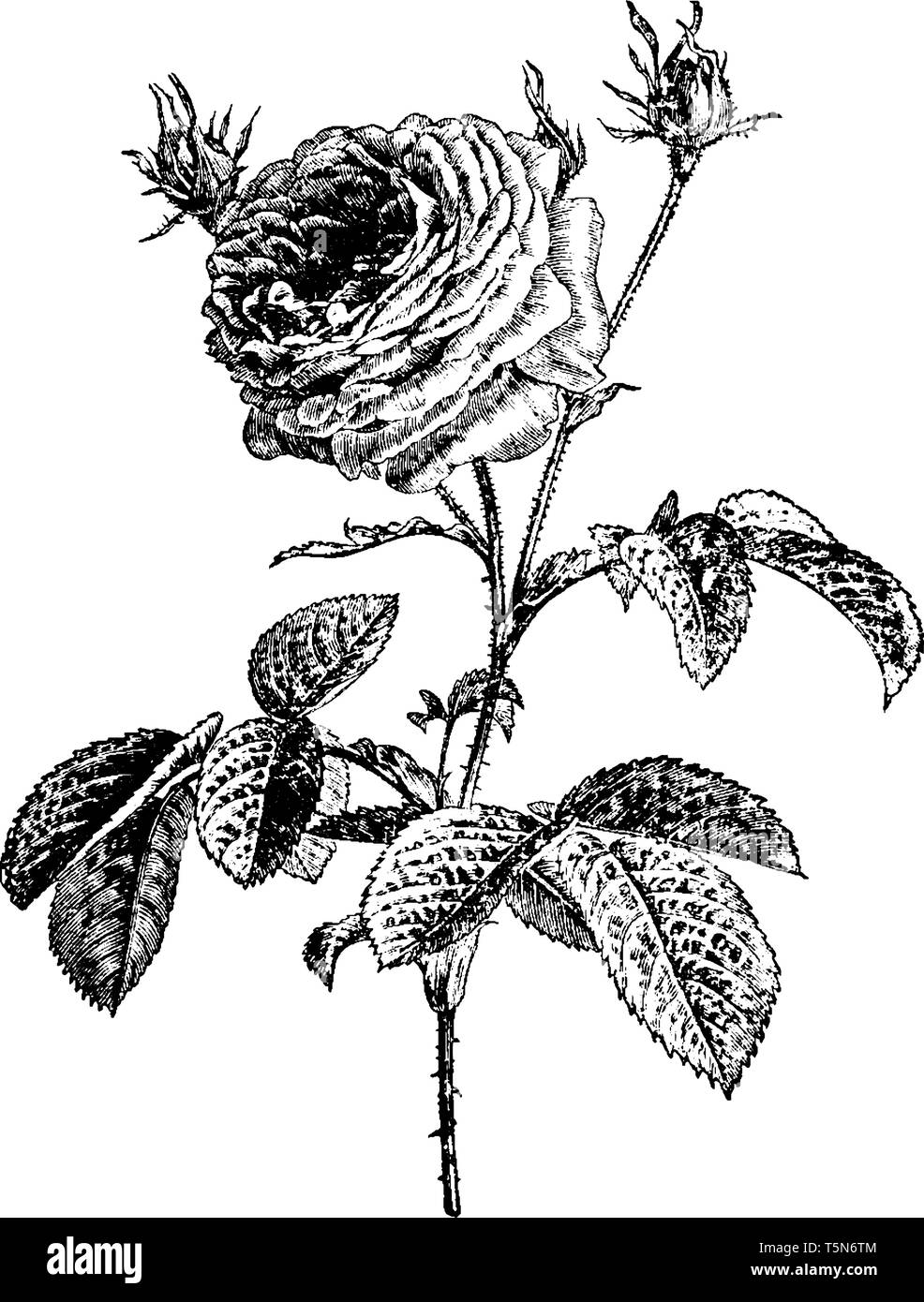 Ein Bild zeigt Rosa Gallica. Es gehört zur Familie der Rosengewächse, der ursprünglich aus Süd- und Mitteleuropa. Diese Blumen sind tief Rosa. Seine Blätter Stock Vektor