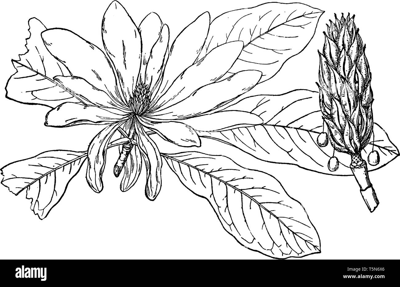 In diesem Rahmen, Regenschirm hat Mangolia Baum und nennt sich Magnolia Tripit. Magnolia Triptila hat ein Baum Bud und eine Blume, die voll ist, Vintage Linie d Stock Vektor