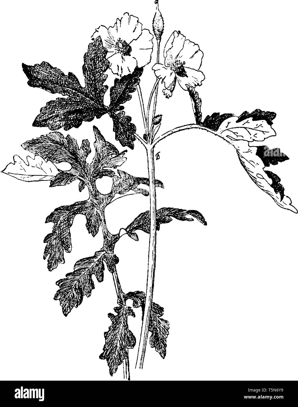 Ein Bild zeigt Stylophorum Diphyllum. Es ist eine mehrjährige Pflanze. Sie ist heimisch in feuchten Wäldern im östlichen Nordamerika. Diese Pflanzen haben gelbe Blume Stock Vektor