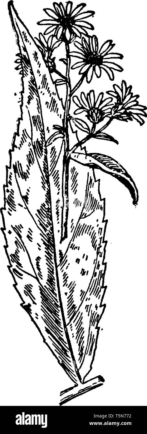 Die Anlage alternative Blätter entwickelt, sie sind schmal und glatt Marge, und Äste sind sehr kurz, vintage Strichzeichnung oder Gravur Abbildung. Stock Vektor