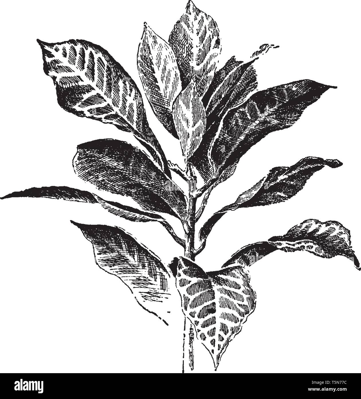 Es ist Immergrüne, holzige Pflanze. Einfache Blätter gefleckt mit Weiß, Gelb oder Rot, vintage Strichzeichnung oder Gravur Abbildung. Stock Vektor
