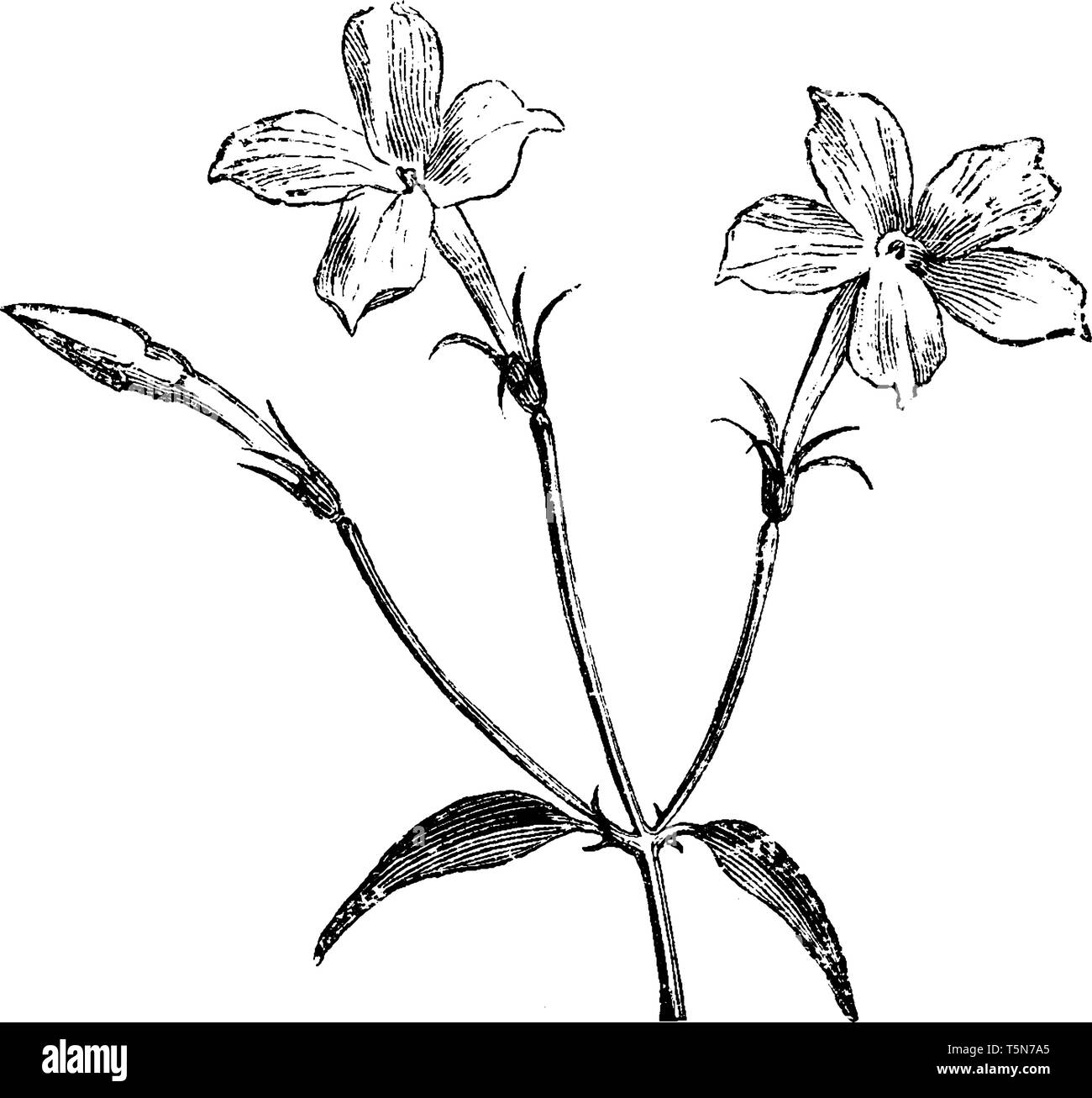 Diese Form der Jasmin hat kleine Blumen genannt Jasminum officinale oder gemeinsamen Jasmin oder einfach Jasmin. Die weißen Blüten ab Blüte im Juni bis Sep Stock Vektor