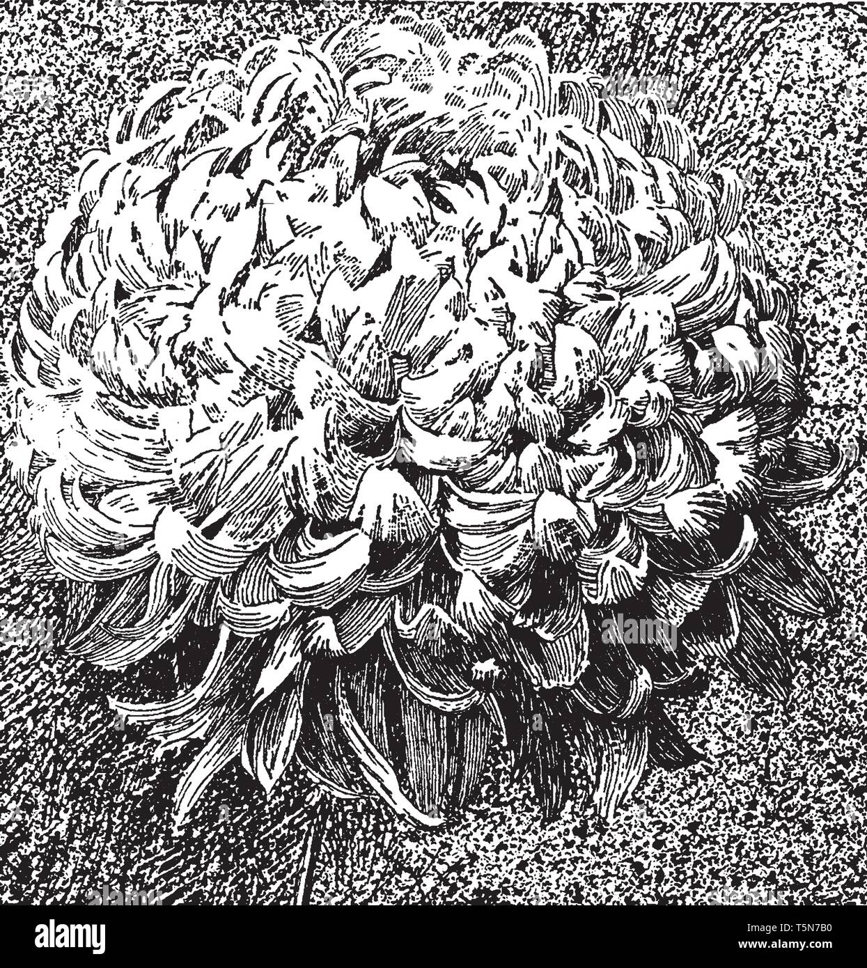 Chrysanthemen zeichnung kaufen Alamy
