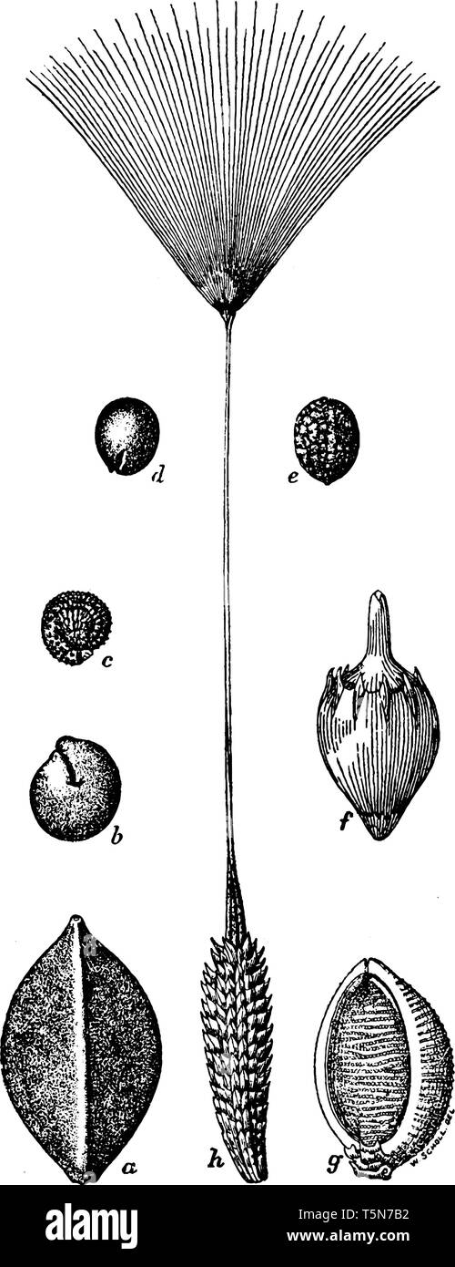 Die Samen, die in der Regel von Vögeln gefressen werden zeigen in verschiedenen Bild, vintage Strichzeichnung oder Gravur Abbildung. Stock Vektor