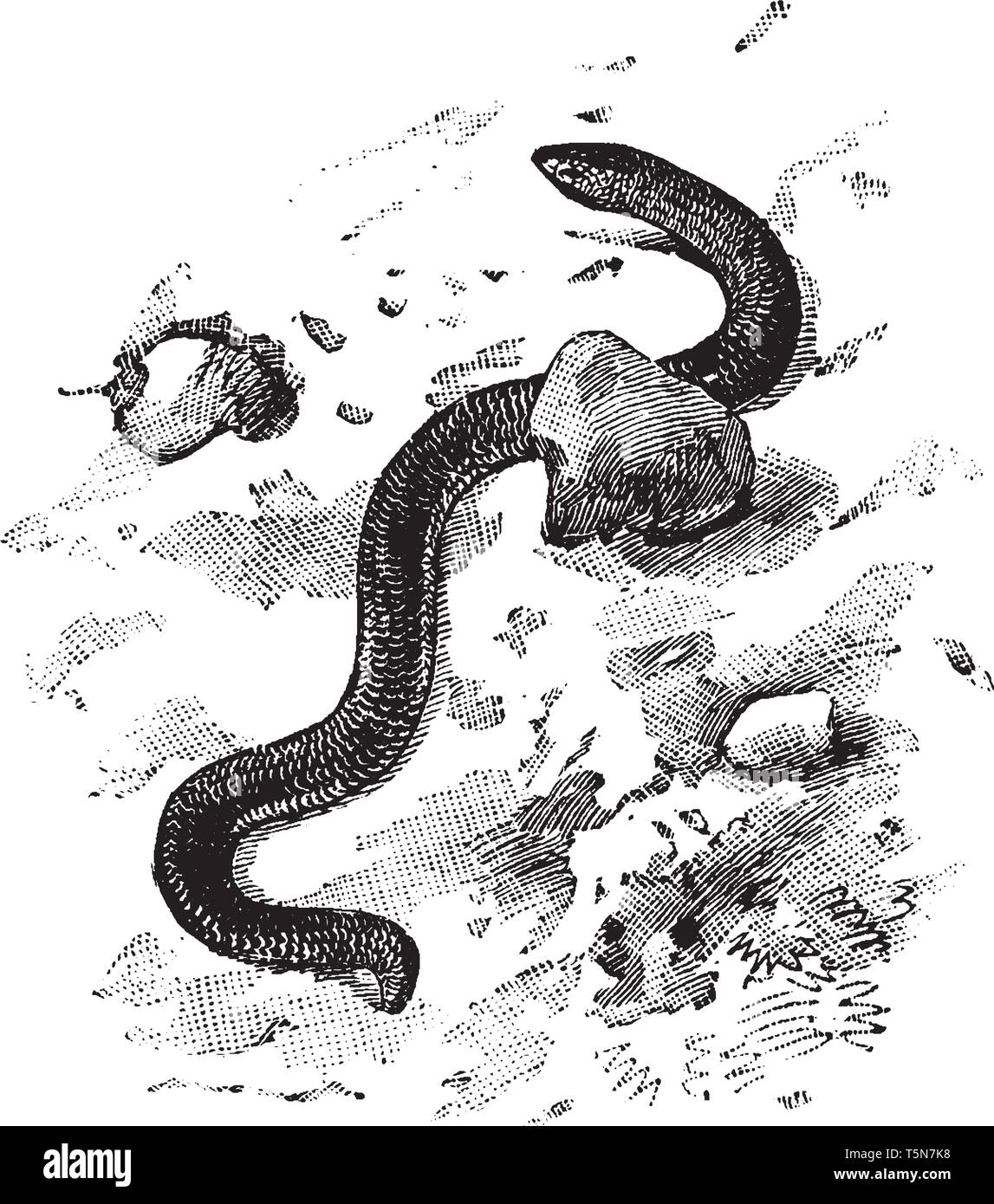 Dart Schlange ist ein Buch, das den Namen der Schlange wie Echsen der Gattung Acontias, vintage Strichzeichnung oder Gravur Abbildung. Stock Vektor