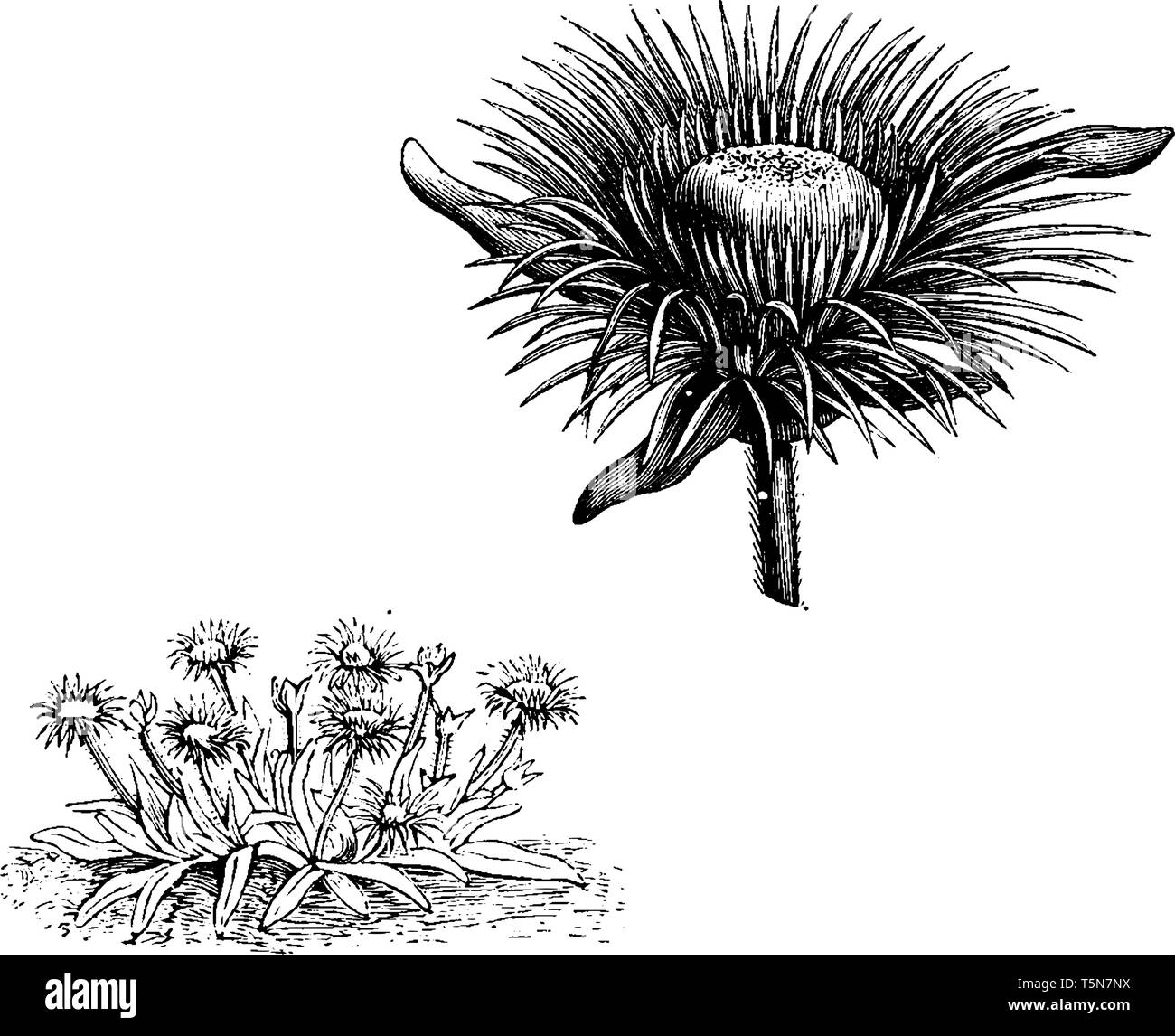 Mesembryanthemum pomeridianum Blüten sind groß und Gelb. Stammzellen errichtet oder diffus für diese Blume, sowie die Zweige Stiel und blütenkelche Haar Stock Vektor