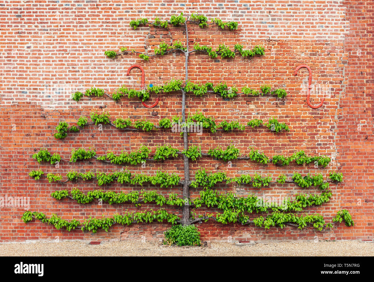 Espaliered Pear Tree. Stockfoto