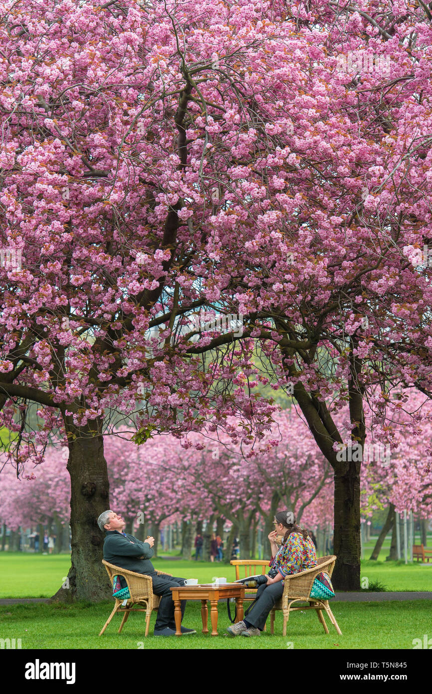 The Meadows, Edinburgh, Kirschblüte Stockfoto