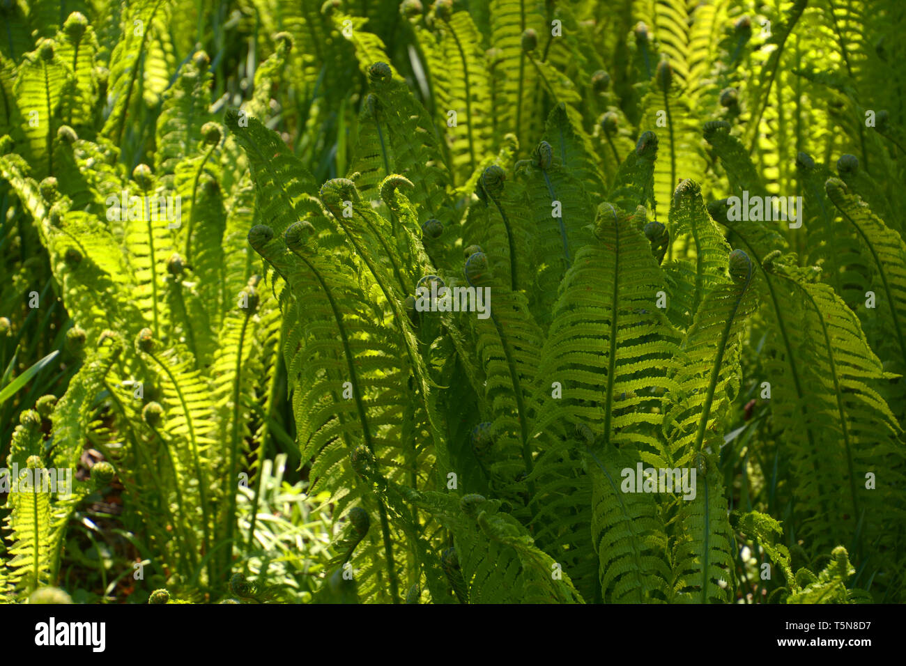 Matteuccia struthiopteris oder fiddlehead Farn auch Federball Farn im Frühling Sonne mit Schatten, Spiegelungen der Bäume, Strauß Farn mit ne Stockfoto