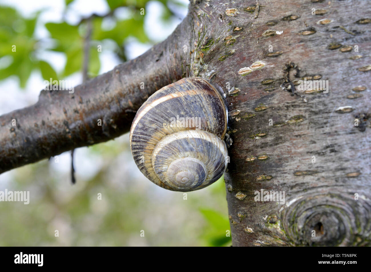 Schneckenhaus auf den Baum im Garten. Bild eines Ein Stockfoto