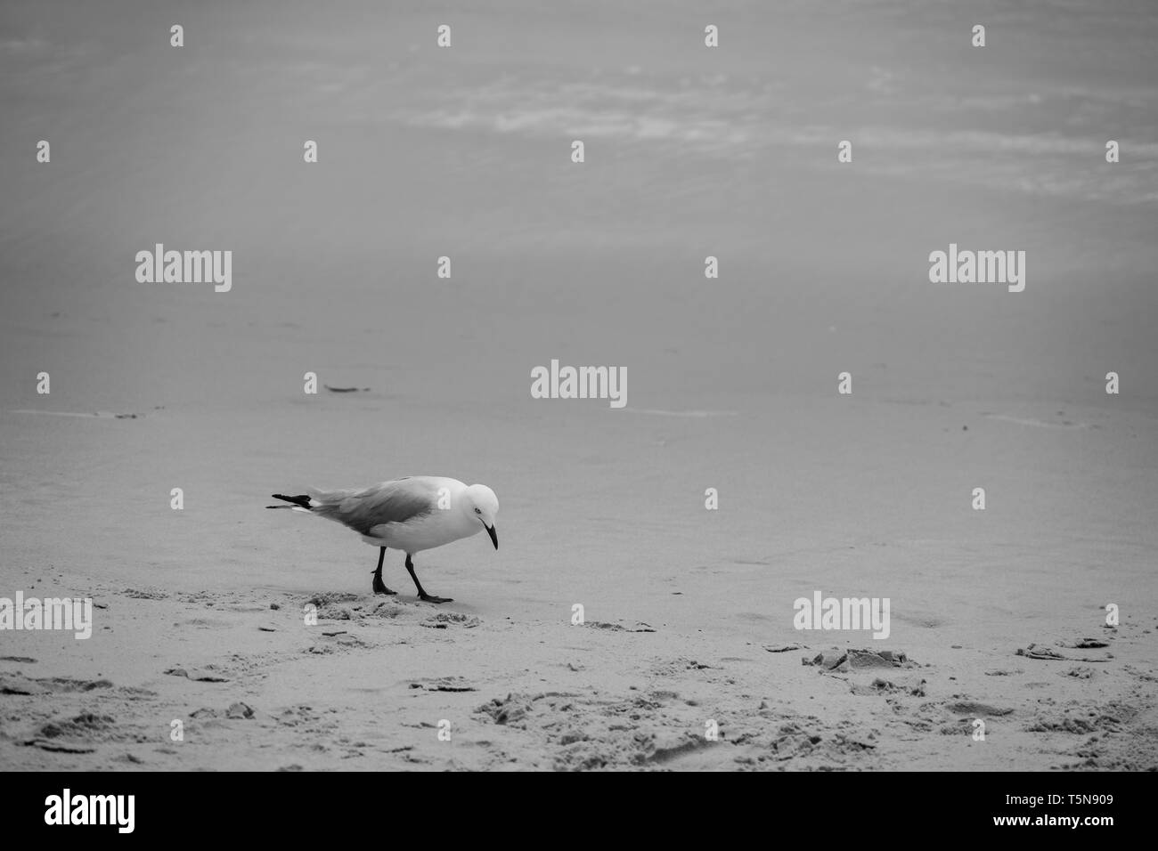 Möwe am Strand in Schwarz und Weiß Stockfoto