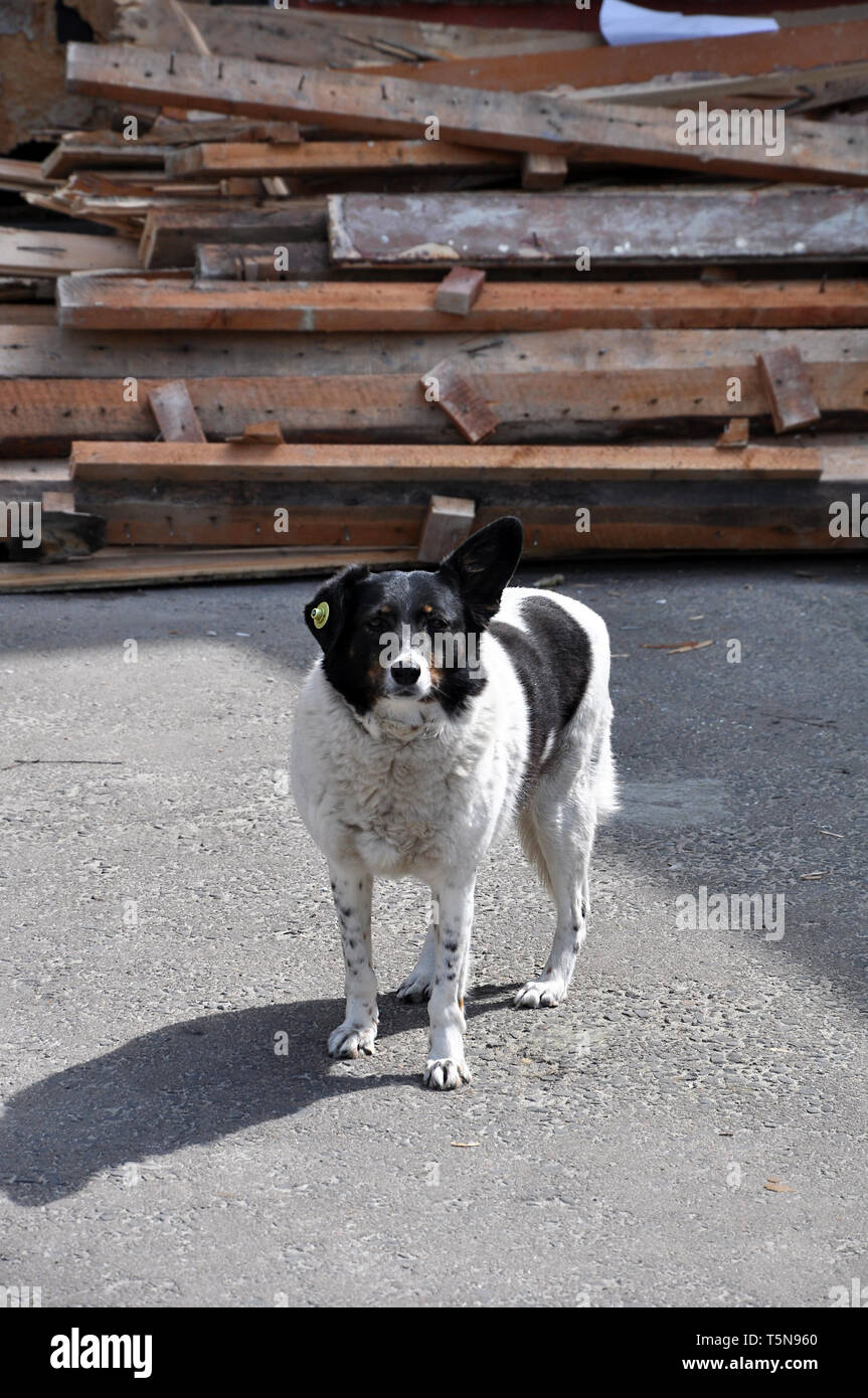 Obdachlose mongrel Hund mit Clip im Ohr gegen einen Haufen der verwendeten Spanplatten im sonnigen Tag Stockfoto
