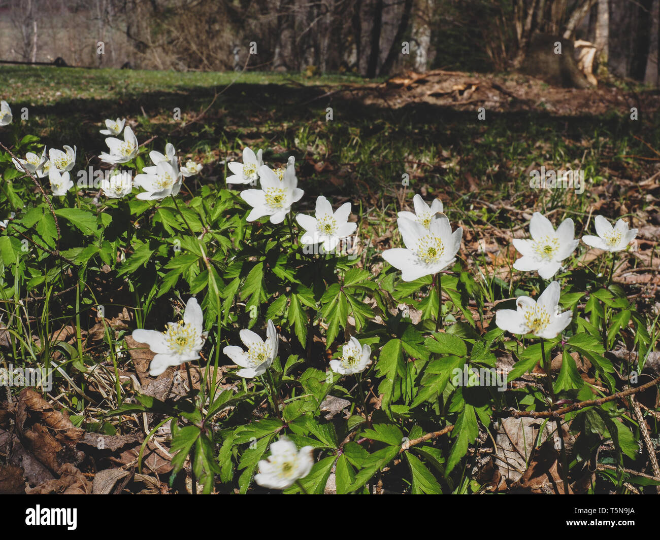 Der frühe Frühling weiße Blumen auf einer Wiese. Anemone ist eine Gattung von über 200 Arten von Blütenpflanzen in der Familie der Ranunculaceae. Buschwindröschen Stockfoto