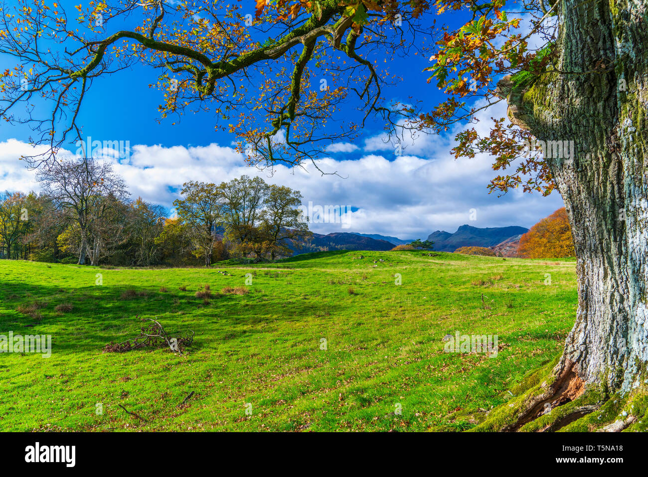 Cumbrian Landschaft in der Nähe von Elterwater, Nationalpark Lake District, Cumbria, England, UK, Europa. Stockfoto