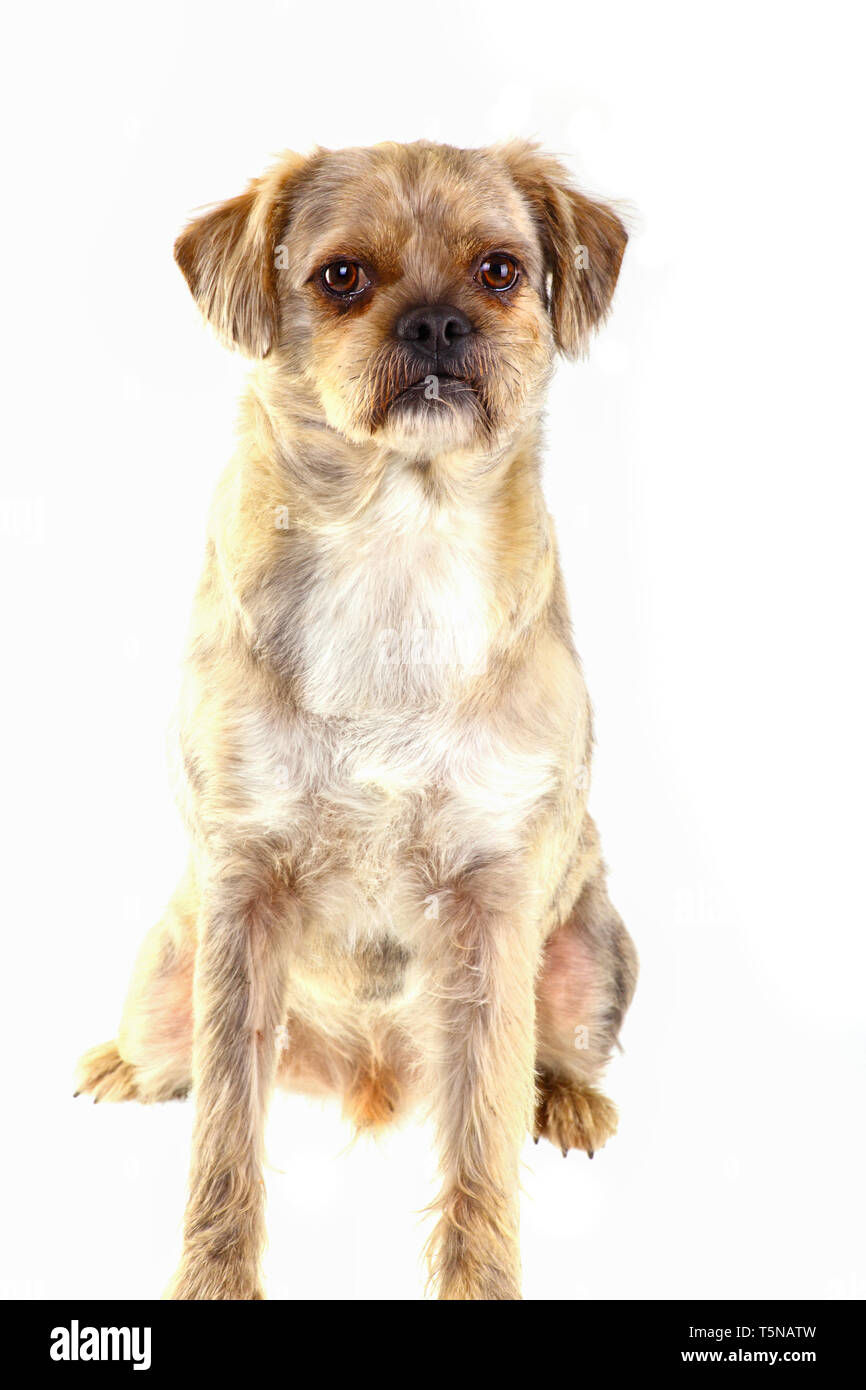 Porträt von einem Mischling Hund - isoliert Stockfoto