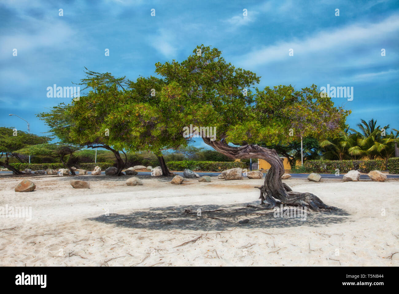 Flamboyant Tree (divi-divi Baum) am Strand von Aruba. Stockfoto