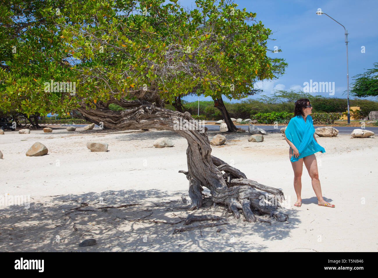 Flamboyant Tree (divi-divi Baum) auf der Eagle Beach auf Aruba. Stockfoto