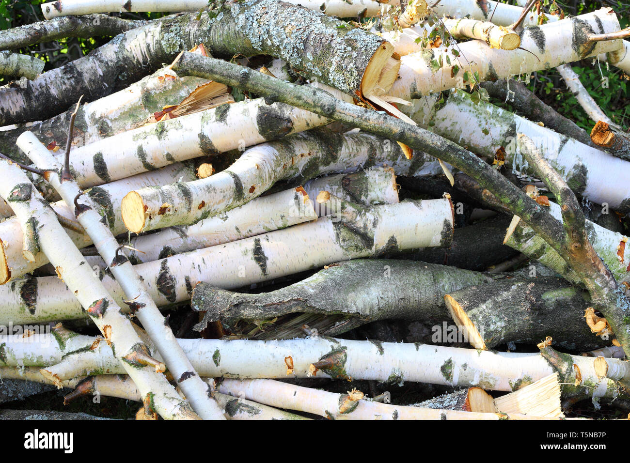 Aus birke holz Hintergrund Stockfoto