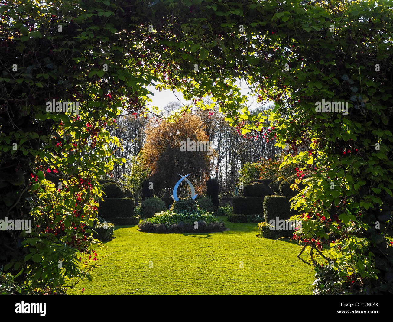 Die weißen Garten und Skulptur an chenies Manor, Buckinghamshire im April Sonne schönen frischen grünen Rasen, umrahmt mit akebia, Schokolade Wein. Stockfoto