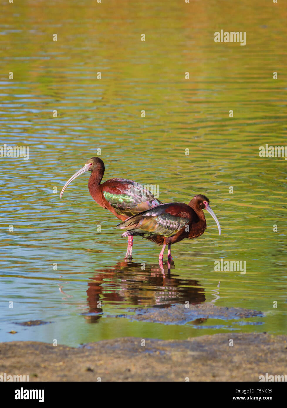 Zwei White-faced Ibis (Plegadis chihi) Rest in der Nähe der Ufer von einem Teich auf der Expo Park, Aurora, Colorado, USA. Foto im Mai. Stockfoto