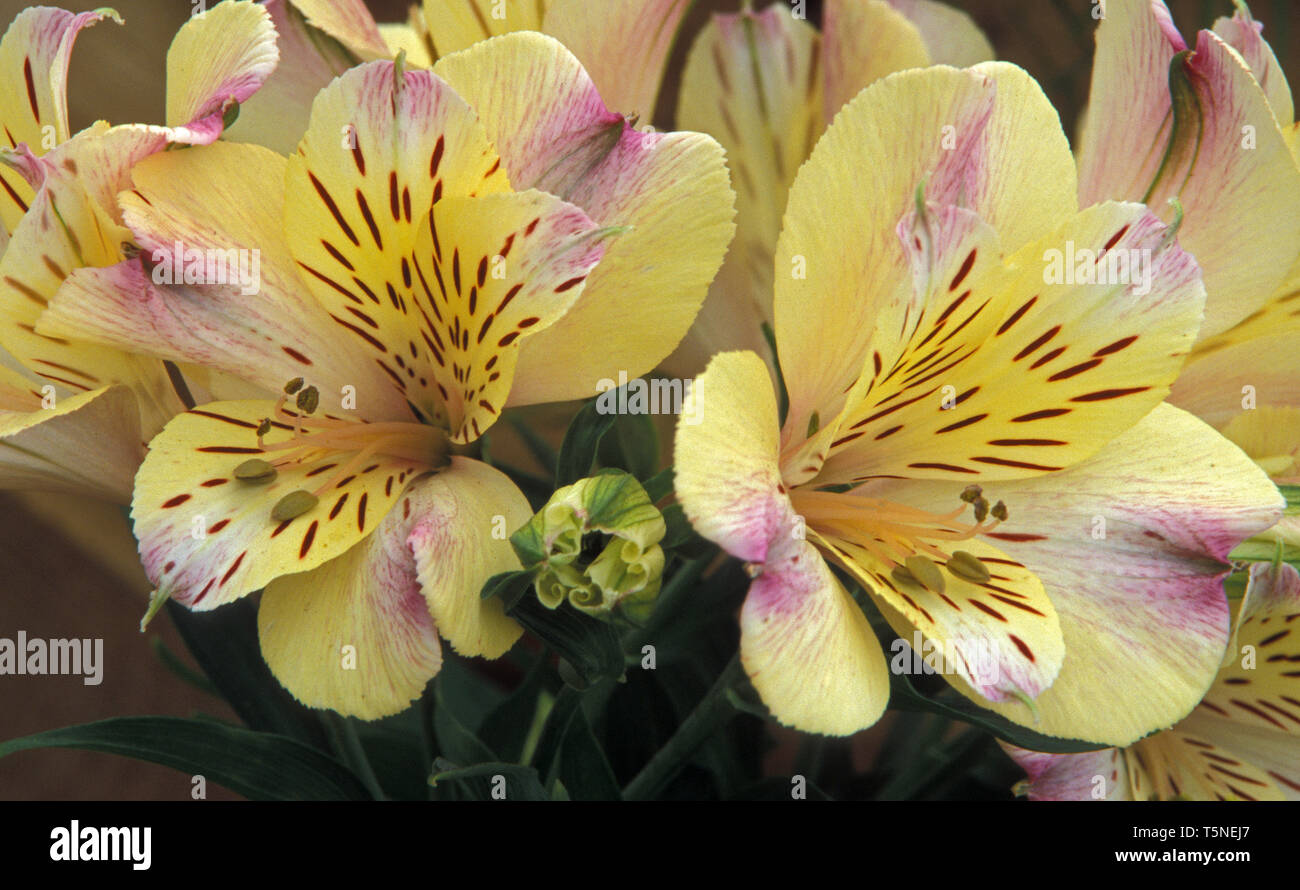 ALSTROEMERIA (PERUANISCHE LILIE ODER LILY DER INKAS) 'PRINCESS MONICA'' Stockfoto