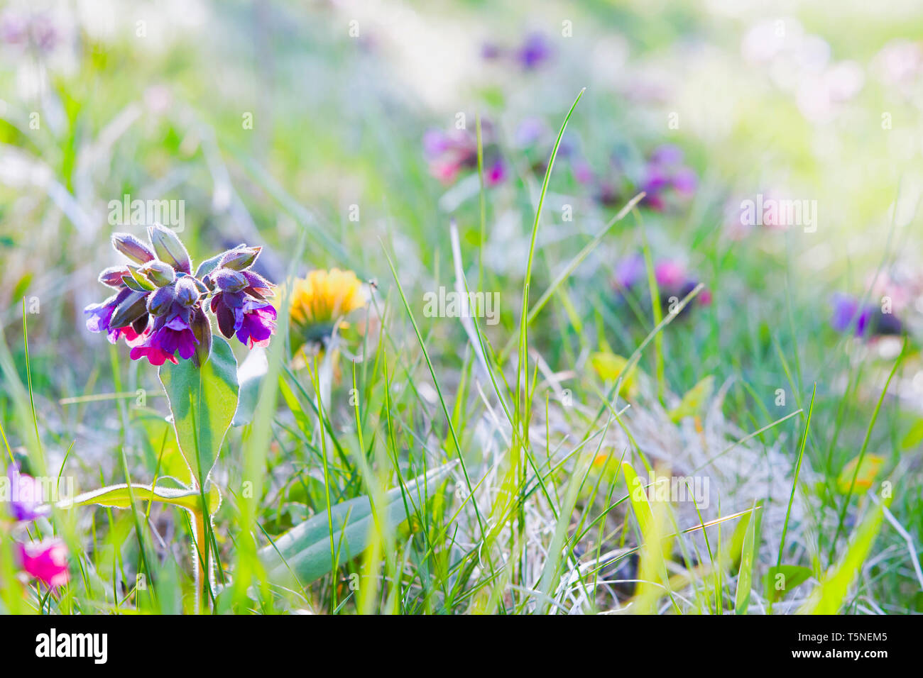 Hintergrund der Sommerblumen hautnah Stockfoto