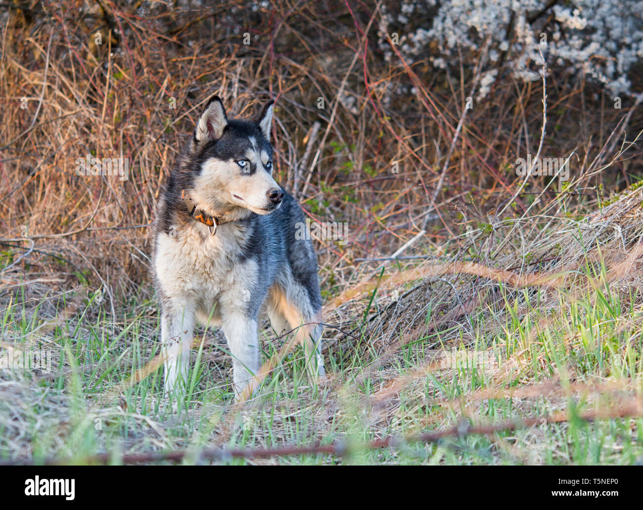 Siberian Husky im Frühjahr Wald Stockfoto