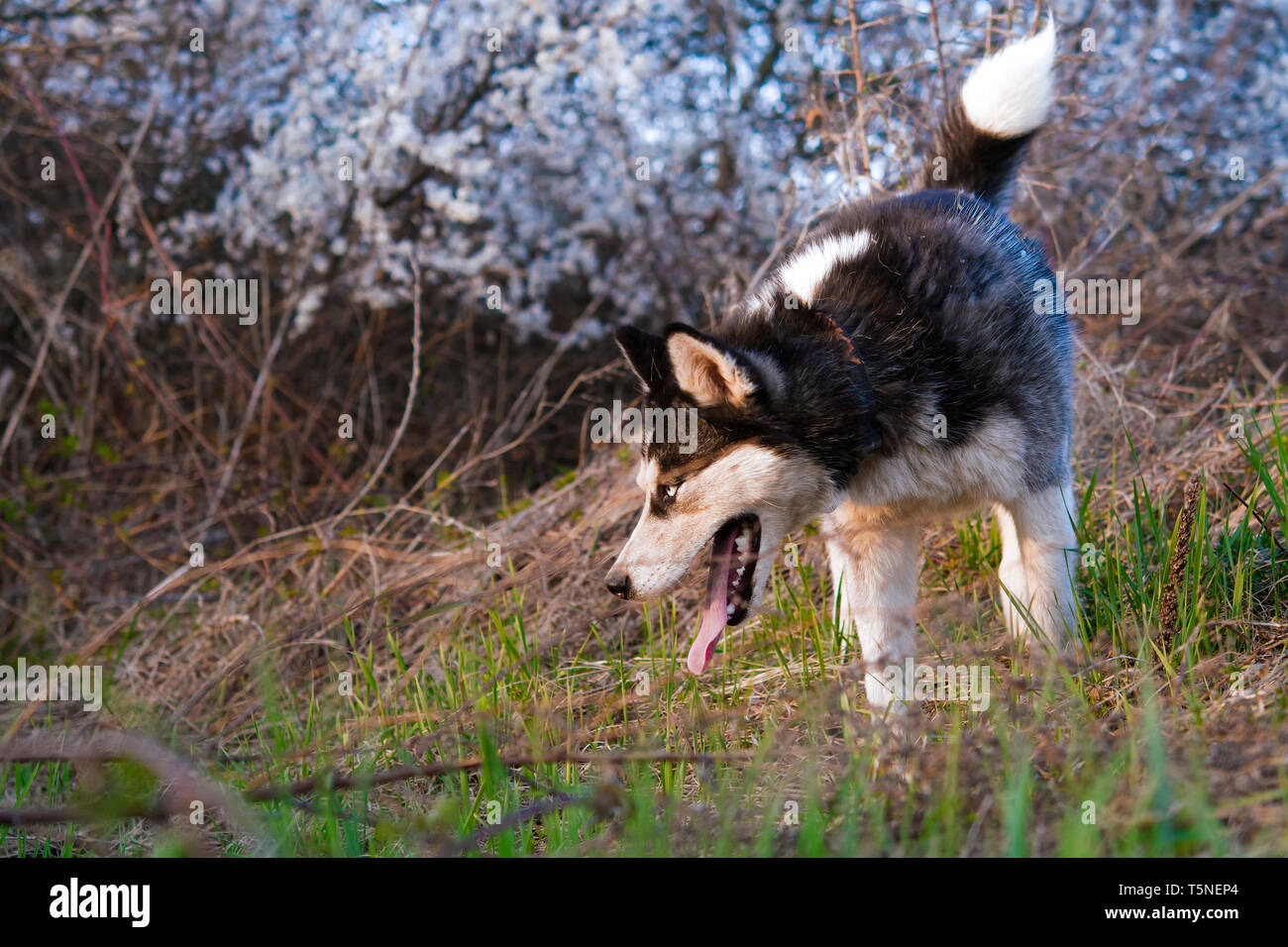 Siberian Husky im Frühjahr Wald Stockfoto