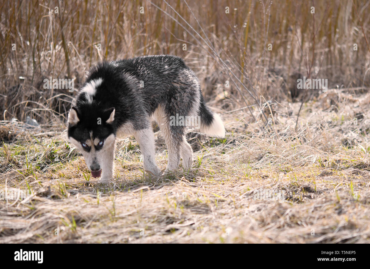 Siberian Husky im Frühjahr Wald Stockfoto