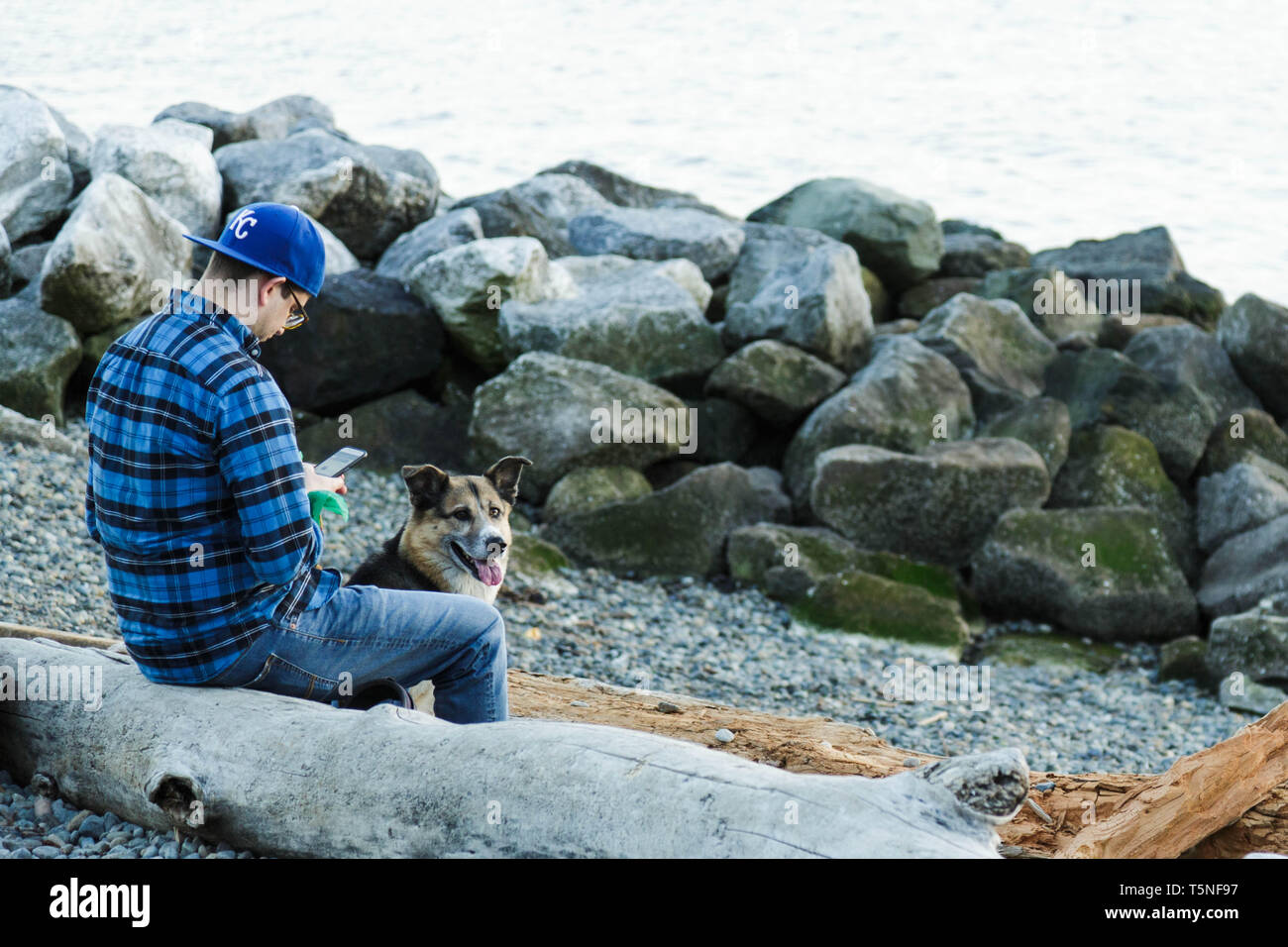 Ein erwachsener Mann in casual blaues Outfit sieht auf seinem Telefon, während sein Hund von ihm am Strand in Myrtle Edwards Park in Seattle, USA sitzt. Stockfoto