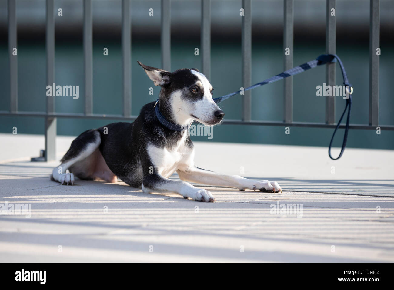 Dreibeinigen husky mix Rasse Welpen mit Heterochromia iridis (verschiedenfarbige Augen) traurig, während es an einen Zaun an einem Flussufer in städtischen setti gebunden Stockfoto