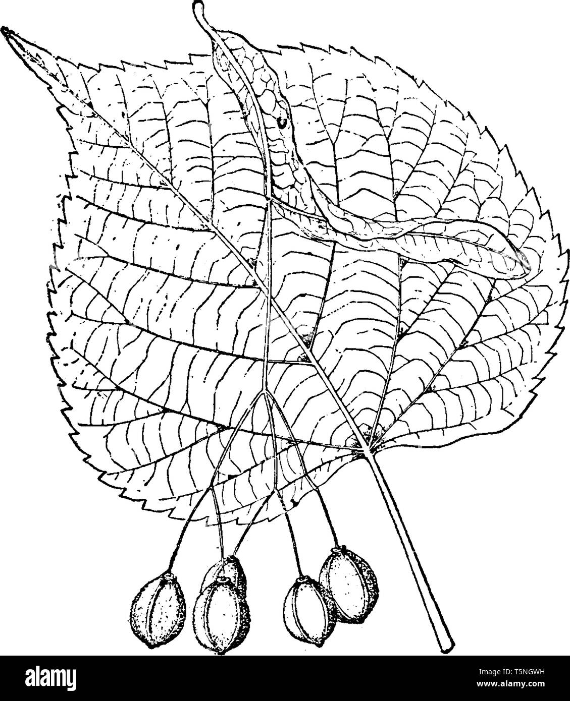 Tilia platyphyllos sind Großblättrige Laubbaum in Europa. Es ist ein schmal gewölbt Baum mit einem moderaten Wachstum, und können schließlich Attai Stock Vektor