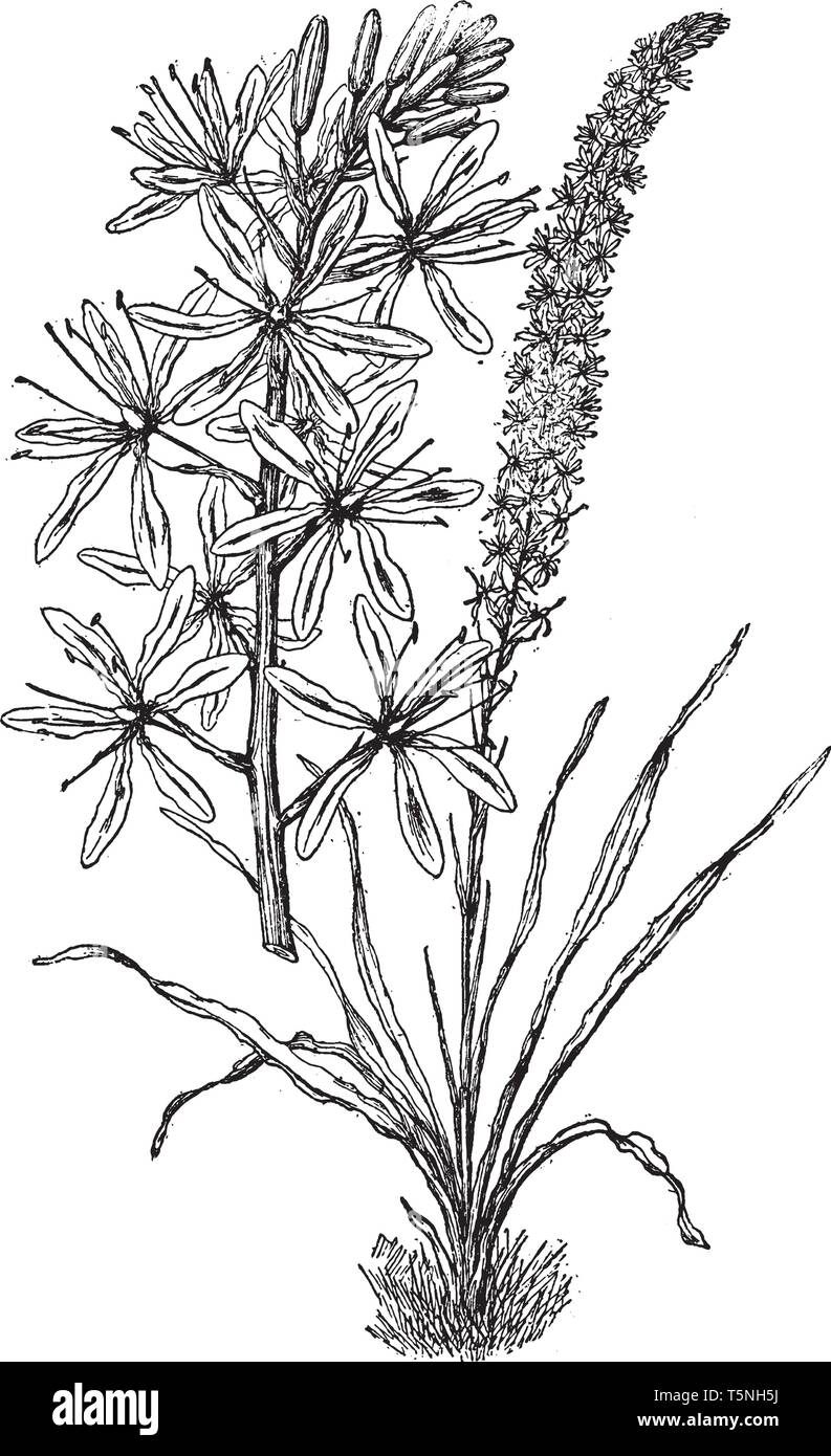 Camassia Cusickii ist eine blühende Pflanze. Ihre Blätter und Blüten sind linear sind hellblau, vintage Strichzeichnung oder Gravur Abbildung. Stock Vektor
